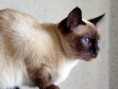 /album/fotogaleria/siamese-cat-jpg/